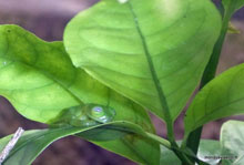 Grenouille transparente - Costa Rica